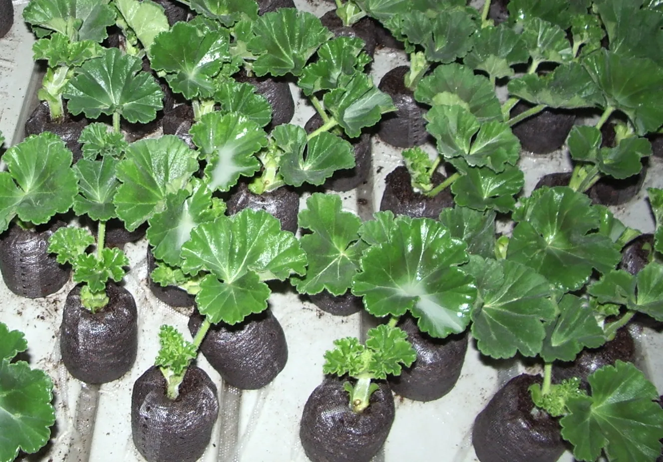 Rader av unga pelargonsticklingar med gröna blad i små torvpluggar på en bricka