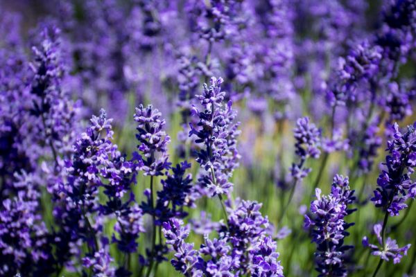 A row of lavender