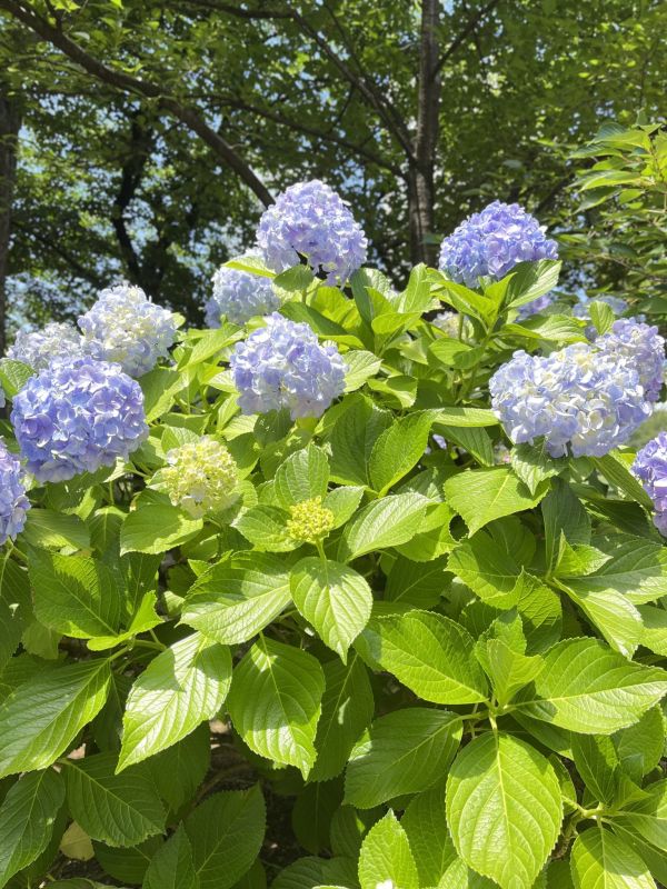 A hydrangea bush in full bloom