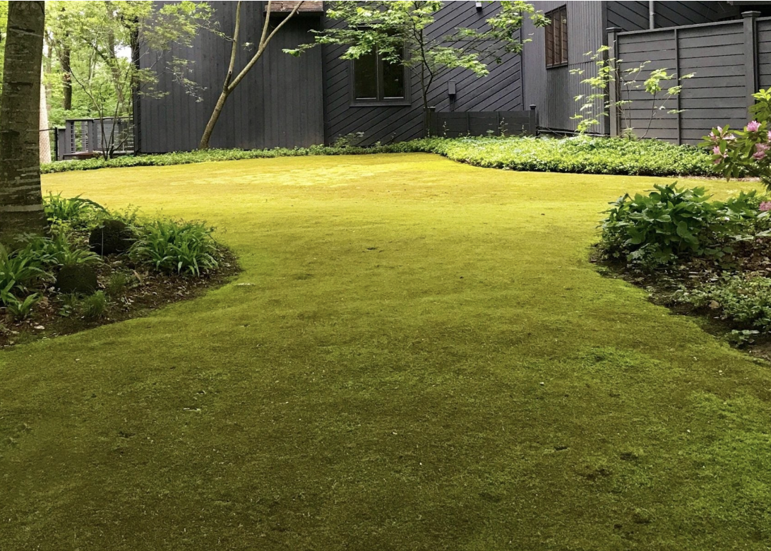 Lawn covered in moss